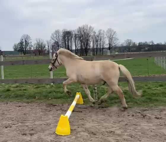 Sprzedam lub zamienie