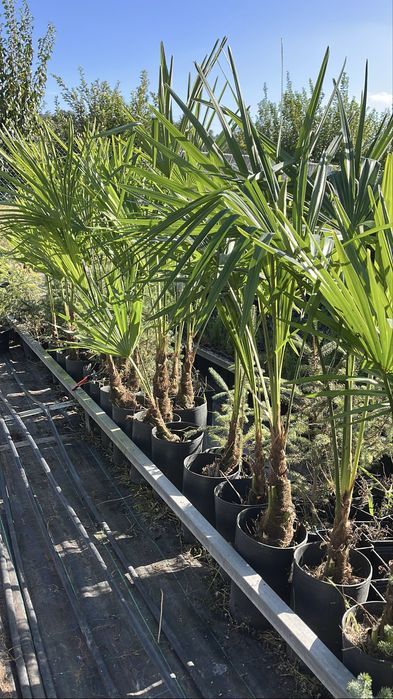 Palmeiras “Trachycarpus Fortunei”