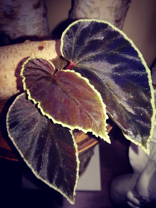 Begonia Darthvaderiana RZADKOŚĆ kolekcjonerska nie variegata monstera filodendron