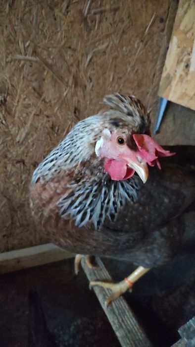 Легбар инкубационные яйца