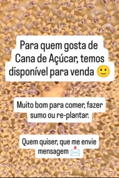 Cana de açucar - comer ou plantar