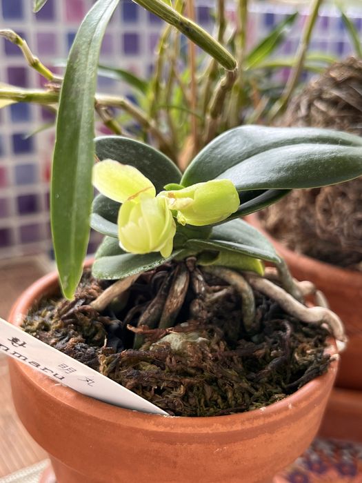 Орхідея Мінмару Sedirea japonica Minmaru