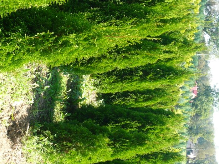 Tuja szmaragd i inne 100-110 krzewy iglaki