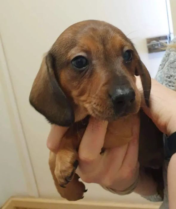 Руді таксята  дівчатка і хлопчики