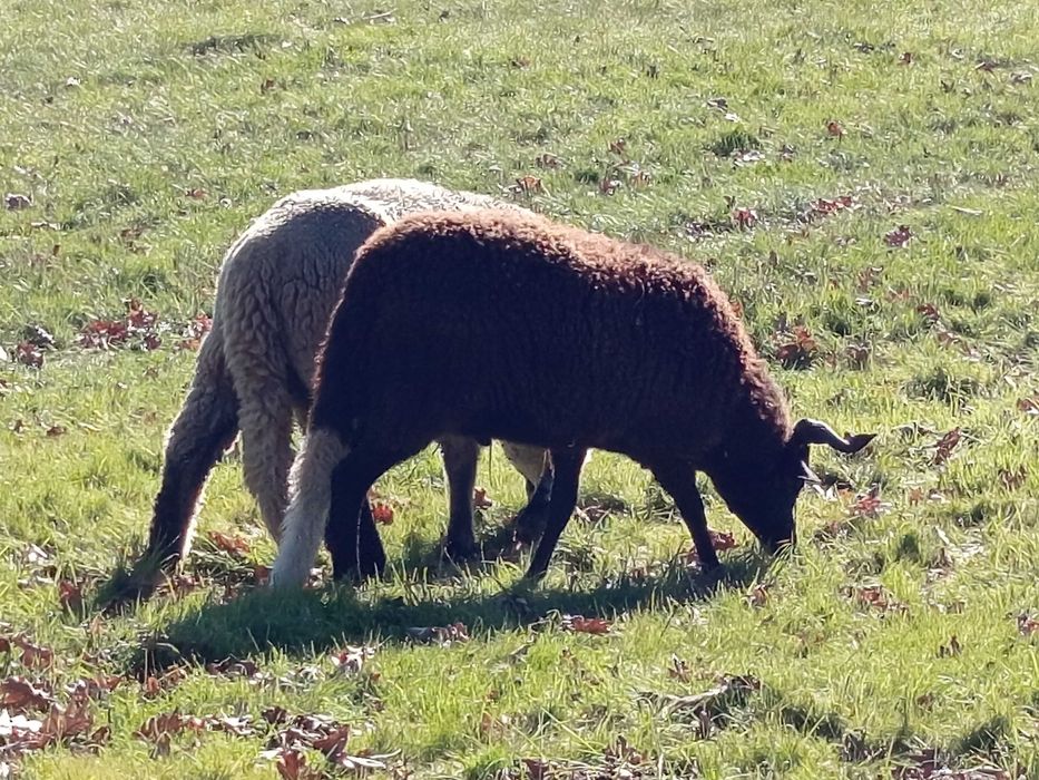Borrego serra da estrela