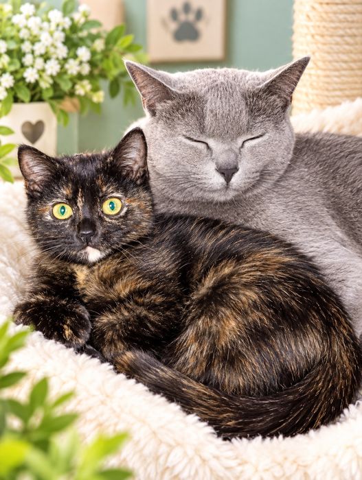 Кошеня    в  пошуку  родини