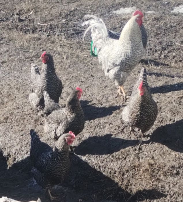 Кури домашні продаж