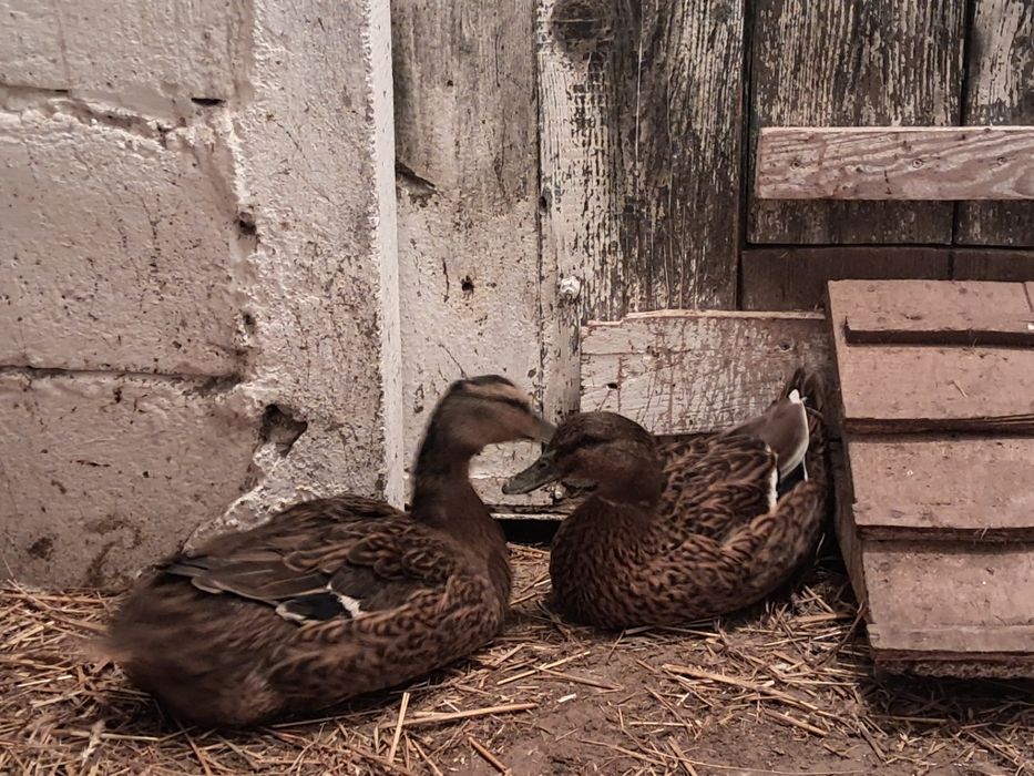 Kaczki na sprzedaż