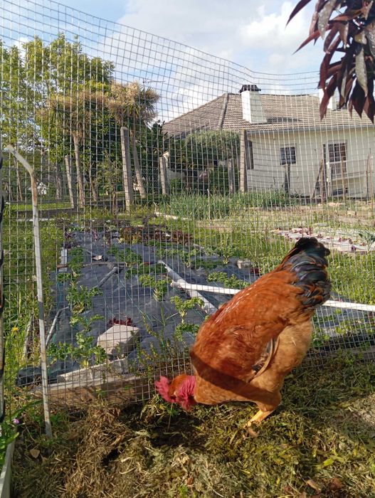 Galo novo para venda