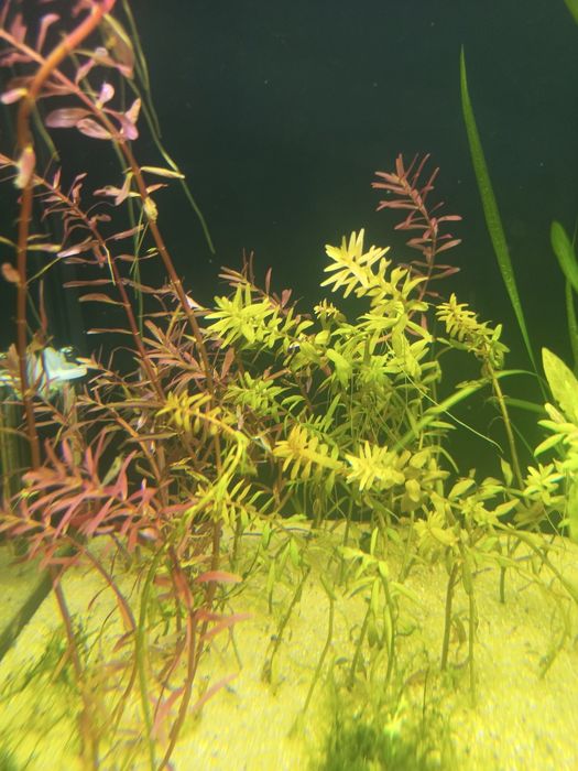 Plantas de aquário