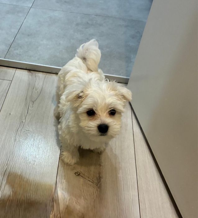 Maltańczyk szczeniaki pieski