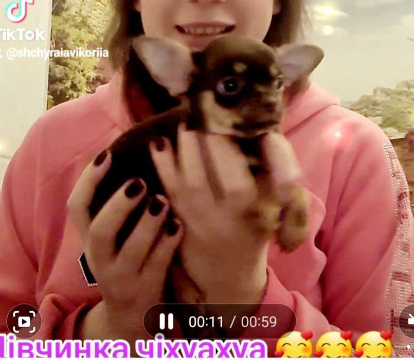 Чіхуахуа. Просто яскрава шоколадка.