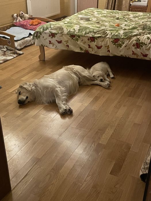 Золотистый ретривер вязка