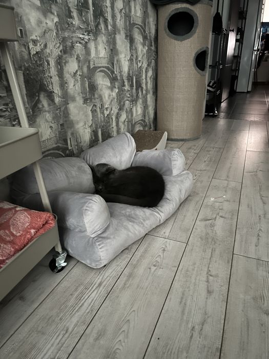 Продам диван для кота/собаки, антикіготь