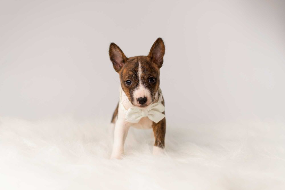 Pręgowane szczenięta Basenji