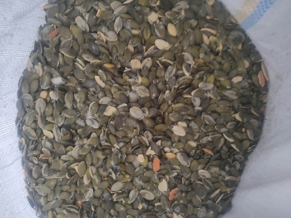 Насіння гарбуза/ голонасінка/ штирійське