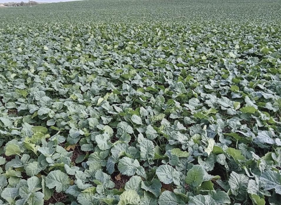 Siew pasowy strip-till Czajkowski Claas