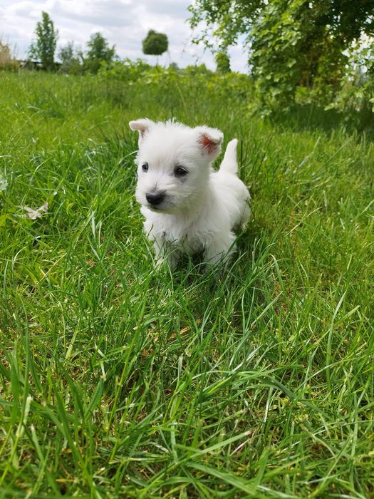 Piesek West highland white terrier