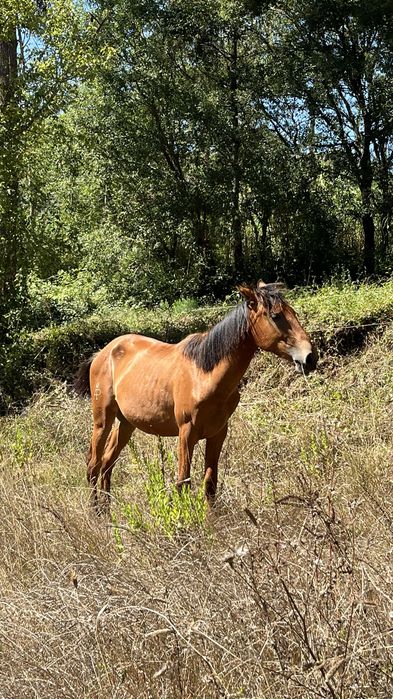 Egua puro sangue lusitano 1 ano