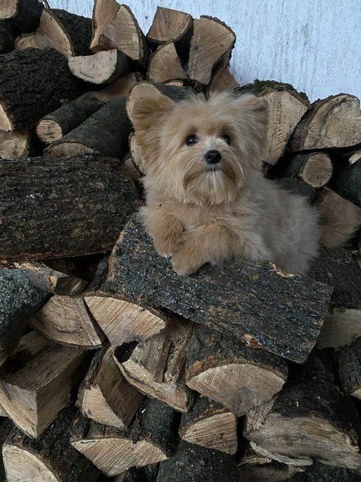 Pomapoo чарівна дівчата
