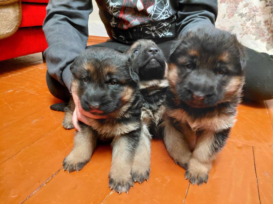 Продам цуценят німецької вівчарки