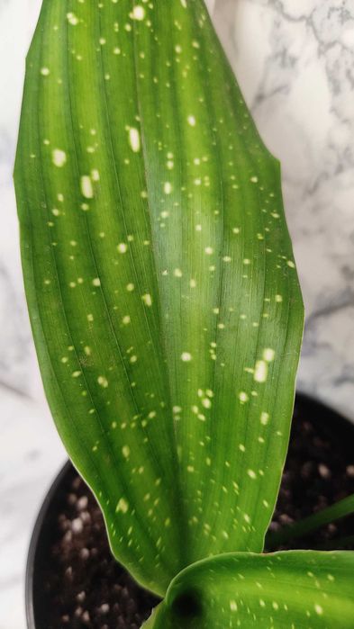 Aspidistra сорт "Milky Way" (Аспідістра Мілкі Вей)