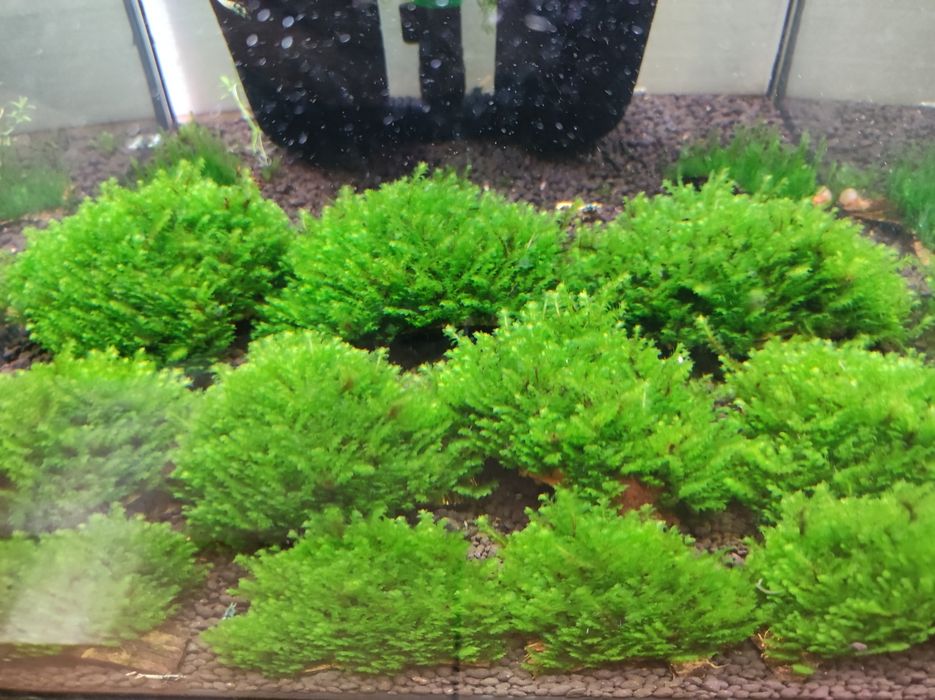 Mech na kawałku kokosa Distichophyllum Hookeriaceae sp. Rare Moss