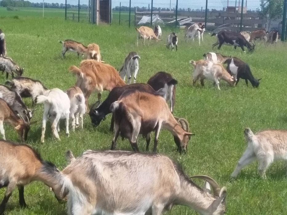 Продам м'ясо кози