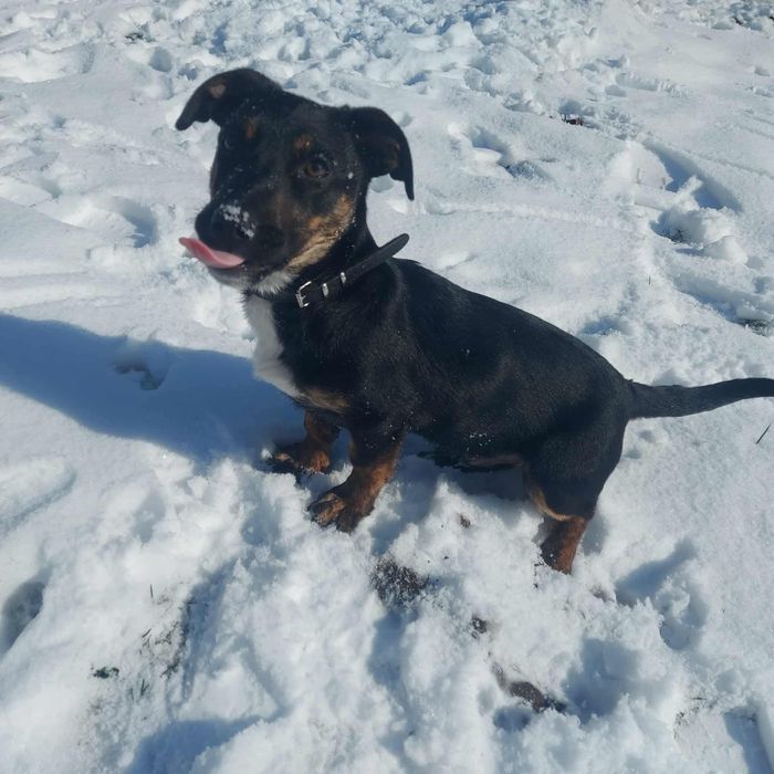 Szczeniak szuka domu