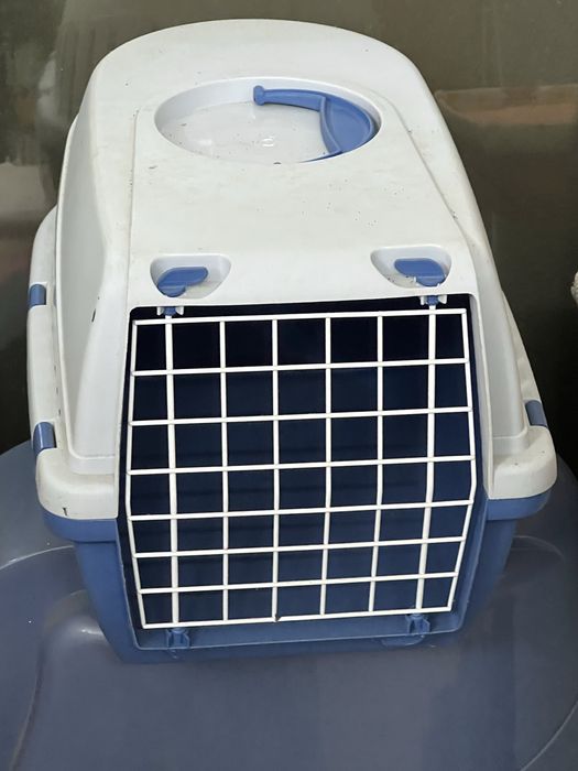 Transporte gato ofimo estado