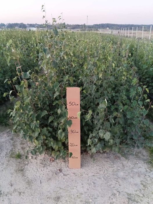 Brzoza Sadzonki 30-50 cm 60 gr PRODUCENT