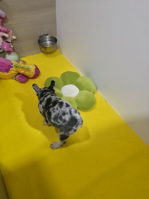 Дві красуні генні на флаффі