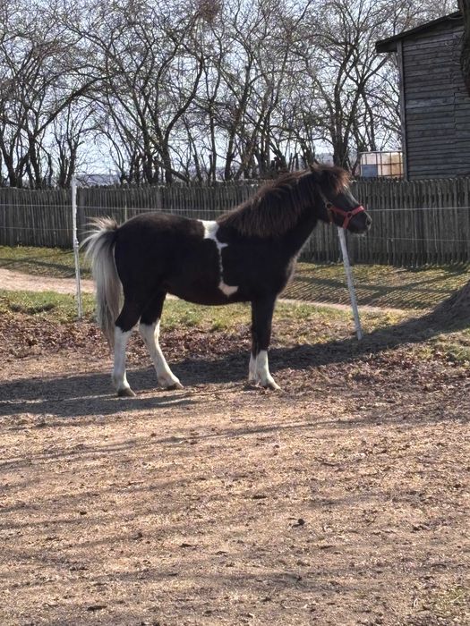 Sprzedam kucyka klaczkę