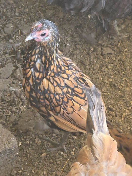 Casal Sebright dourada (Golden Sebright).