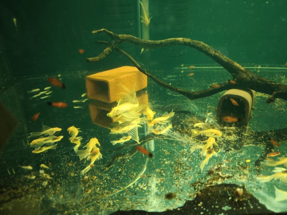 Glonojad ancistrus albino