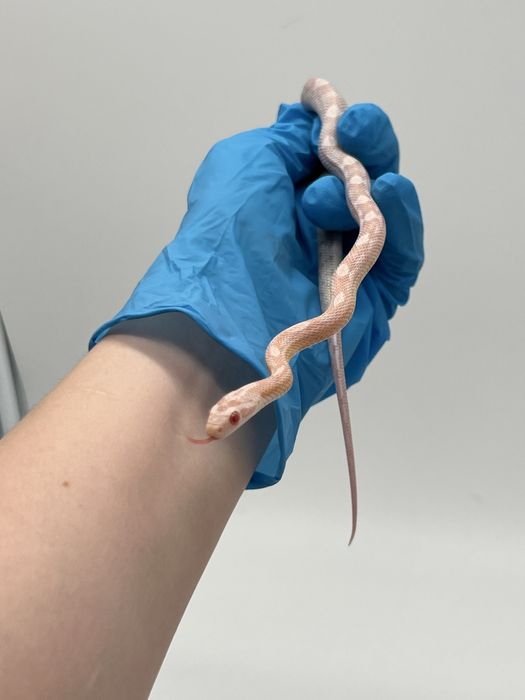 Wąż zbożowy węże zbożowe samica samiec transport