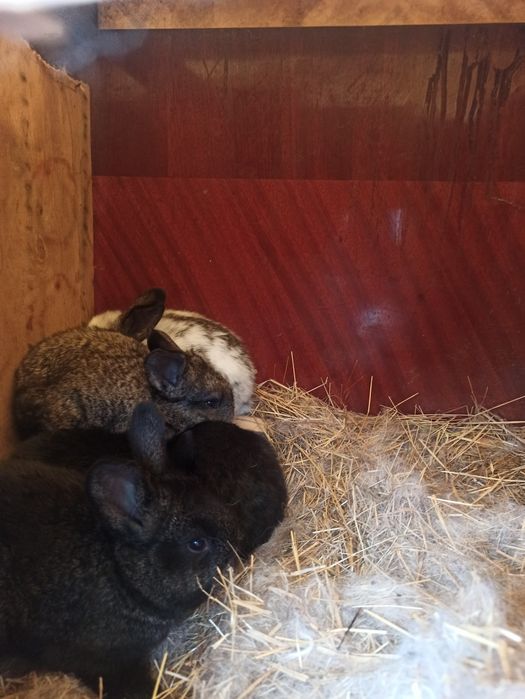 Продам пушистиков (кролики)