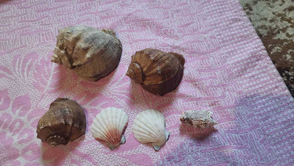 Продам ракушку, ропана. Морская раковина, ракушка. Для аквариума.