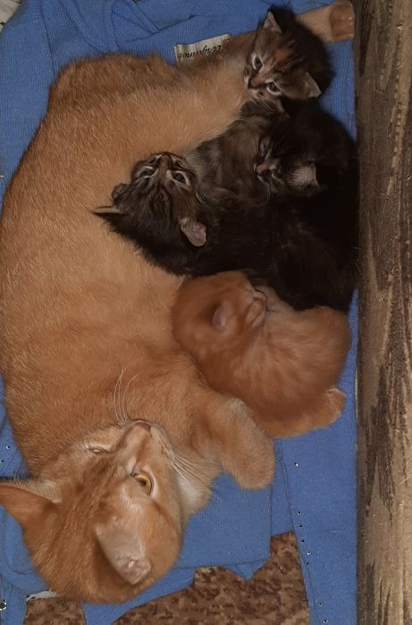 Бобтейл дівчинка мраморна 6 міс.