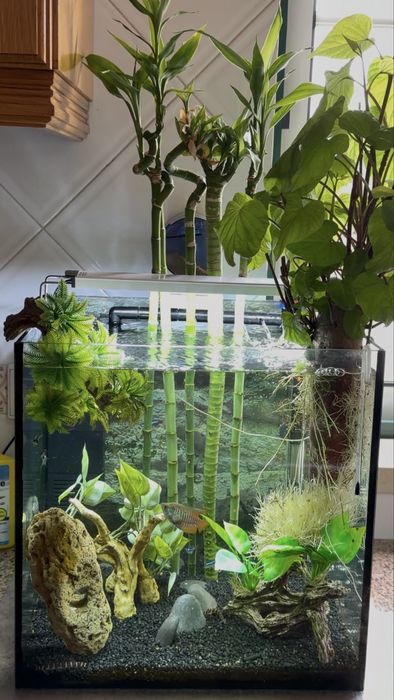 Aquario Exotico