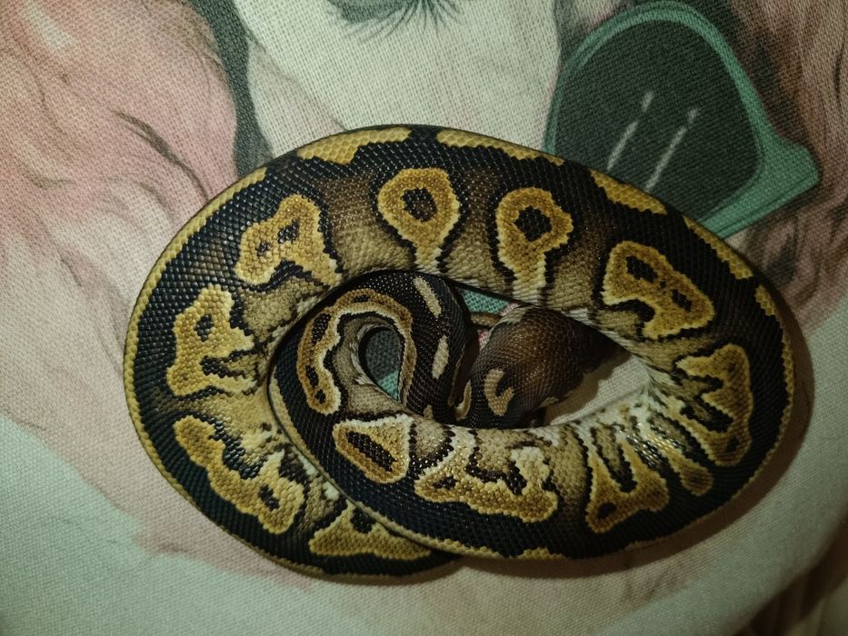 Węże zbożowe wąż