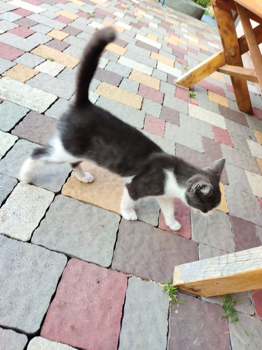котика пухнастогоо