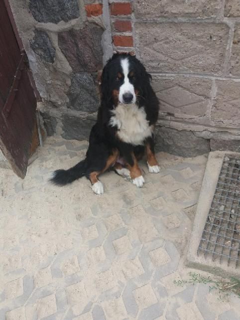 Berneński pies pasterski berneńskie z metryką i czipem