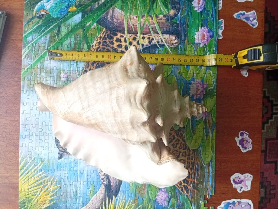 Екзотична ракушка