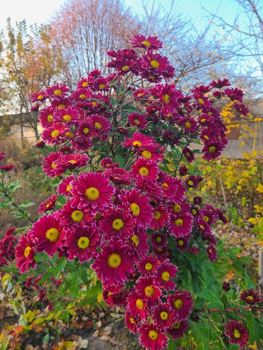 Великоквіткові хризантеми