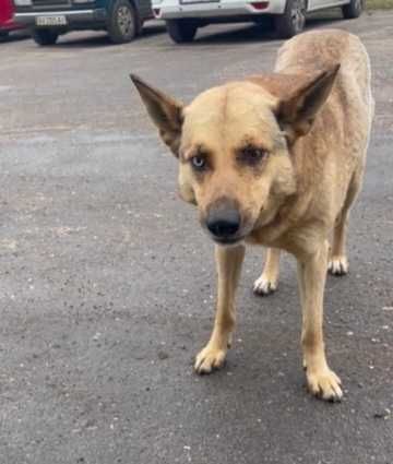 Отдам пса-компаньона, находится на купянском направлении