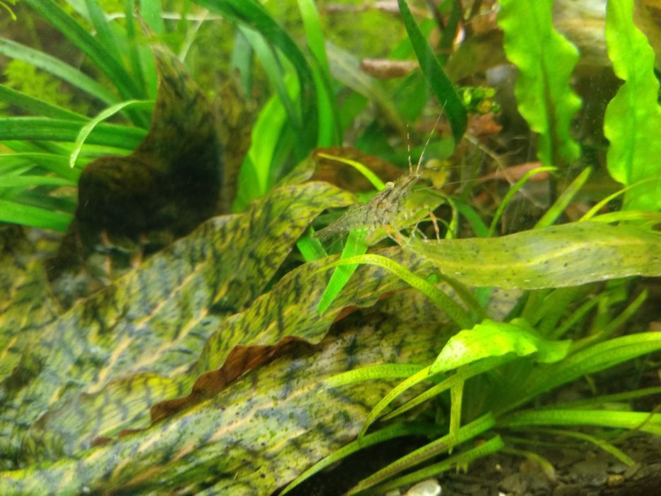 Продам Макробрахіумів