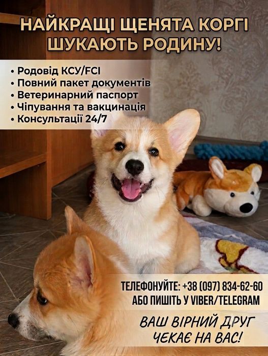 Вельш-коргі пемброк