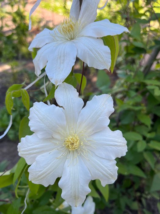 Клематис. Кліматіс.