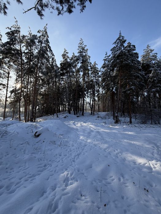 Ділянка у сосновому лісі 8-10 соток с. Ходосівка Новообухівська траса